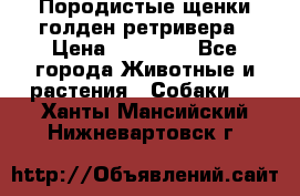 Породистые щенки голден ретривера › Цена ­ 25 000 - Все города Животные и растения » Собаки   . Ханты-Мансийский,Нижневартовск г.